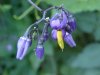 Bittersweet Nightshade; Climbing Nightshade; Deadly Nightshade (Solanum dulcamara)