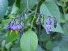 Bittersweet Nightshade; Climbing Nightshade; Deadly Nightshade (Solanum dulcamara)