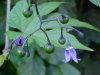 Bittersweet Nightshade; Climbing Nightshade; Deadly Nightshade (Solanum dulcamara)