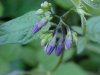 Bittersweet Nightshade; Climbing Nightshade; Deadly Nightshade (Solanum dulcamara)