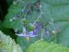 Bittersweet Nightshade; Climbing Nightshade; Deadly Nightshade (Solanum dulcamara)