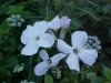 Dame's Rocket; Dame's Violet; Mother-of-the-Evening (Hesperis matronalis)