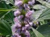 Motherwort (Leonurus cardiaca)