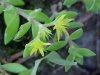 Stringy Stonecrop, Yellow Moss, Graveyard Moss (Sedum sarmentosum) - thanks to Gottfried Unger for correction: was misidentified as Wild Stonecrop (Sedum ternatum)
