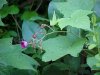 Purple-flowering Raspberry (Rubus odoratus)