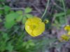 Common Buttercup (Ranunculus acris)