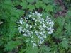 Swamp Valerian; (Valeriana uliginosa)