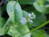Common Speedwell (Veronica officinalis)