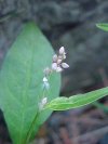 Lady's Thumb (Polygonum persicaria)