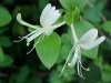 Japanese Honeysuckle (Lonicera japonica)