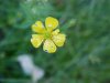 Common Buttercup (Ranunculus acris)