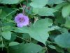 Purple-flowering Raspberry (Rubus odoratus)
