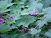 Purple-flowering Raspberry (Rubus odoratus)