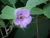 Purple-flowering Raspberry (Rubus odoratus)