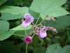Purple-flowering Raspberry (Rubus odoratus)