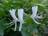 Japanese Honeysuckle (Lonicera japonica)