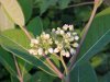 Indian Hemp (Apocynum cannabinum) (A Dogbane - True Hemp is Cannabis; another family)
