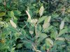 Indian Hemp (Apocynum cannabinum) (A Dogbane - True Hemp is Cannabis; another family)