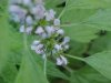 Motherwort (Leonurus cardiaca)