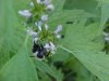 Bee on Motherwort (Leonurus cardiaca)