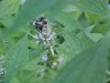 Bee on Motherwort (Leonurus cardiaca)