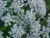 Wild Angelica (Angelica triquinata) - described as closely resembling the very poisoness Water Hemlock (Cicuta maculata)