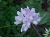 Crown Vetch (Coronilla varia)