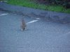Rabbit of LDEO, Columbia Univ., Palisades, N.Y., USA