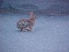Rabbit of LDEO, Columbia Univ., Palisades, N.Y., USA