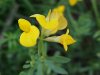 Birdsfoot Trefoil (Lotus corniculata)