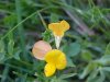 Birdsfoot Trefoil (Lotus corniculata)