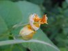 Pale Touch-me-not; Jewelweed (Impatiens pallida)