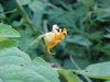 Pale Touch-me-not; Jewelweed (Impatiens pallida)