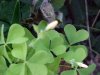 Yellow Wood Sorrel; Sour Grass (Oxalis stricta)