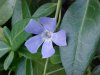 Periwinke; Myrtle (Vinca Minor)