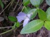 Periwinke; Myrtle (Vinca Minor)