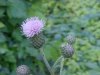 Canadian Thistle (Cirsium arvense) (called a Creeping Thistle in Europe)
