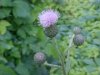 Canadian Thistle (Cirsium arvense) (called a Creeping Thistle in Europe)