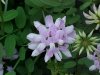 Crown Vetch (Coronilla varia)