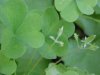 Yellow Wood Sorrel; Sour Grass (Oxalis stricta)