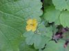 Greater Celandine; Wartweed (Chelidonium majus)