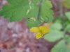 Greater Celandine; Wartweed (Chelidonium majus)