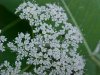 Wild Angelica (Angelica triquinata) - described as closely resembling the very poisoness Water Hemlock (Cicuta maculata)