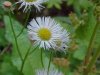 Philadelphia Fleabane (Erigeron philadelphicus)