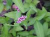 Lady's Thumb (Polygonum persicaria)