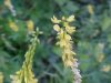 Yellow Sweet Clover (Melilotus officinalis)