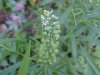 Penny Cress (Thlaspi arvense)