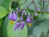 Bittersweet Nightshade; Climbing Nightshade; Deadly Nightshade (Solanum dulcamara)