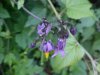 Bittersweet Nightshade; Climbing Nightshade; Deadly Nightshade (Solanum dulcamara)