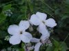Dame's Rocket; Dame's Violet; Mother-of-the-Evening (Hesperis matronalis)